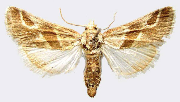 /filer/webapps/moths/media/images/O/ornata_Kilimandjaria_AF_MNHN.jpg