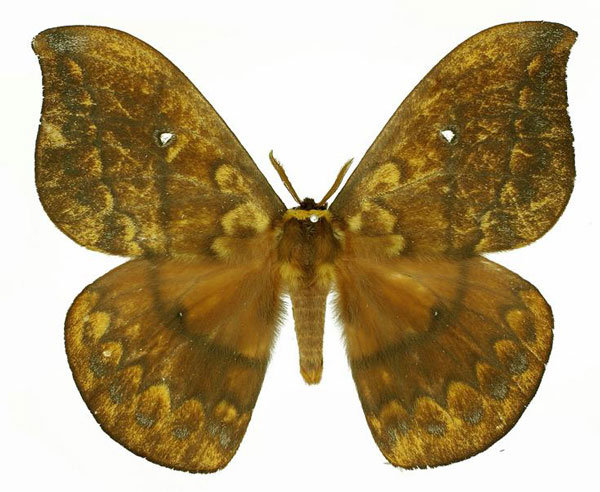 /filer/webapps/moths/media/images/O/ornata_Maltagorea_AM_Basquin.jpg