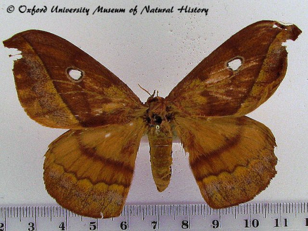 /filer/webapps/moths/media/images/O/ornata_Maltagorea_A_OUMNH_01.jpg