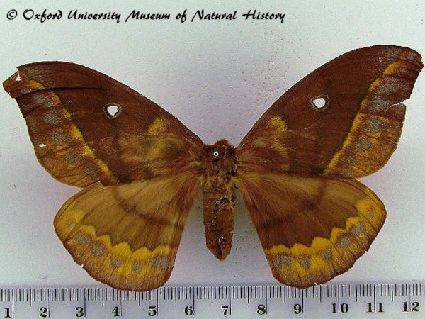 /filer/webapps/moths/media/images/O/ornata_Maltagorea_A_OUMNH_02.jpg