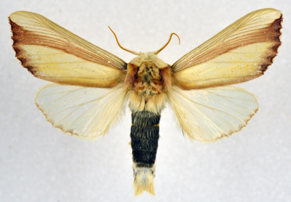 /filer/webapps/moths/media/images/O/ornata_Rigema_AM_NHMO.jpg