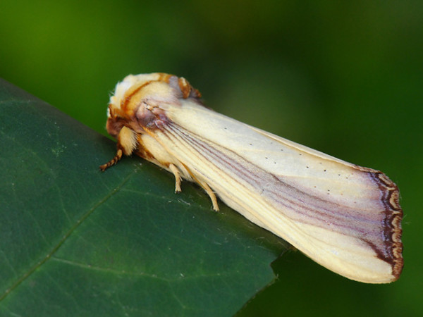 /filer/webapps/moths/media/images/O/ornata_Rigema_A_Bowen.jpg