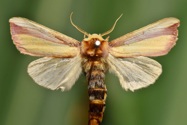 /filer/webapps/moths/media/images/O/ornata_Rigema_A_Butler.jpg