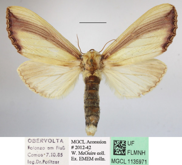 /filer/webapps/moths/media/images/O/ornata_Rigema_A_MGCLa_01.jpg