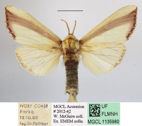 /filer/webapps/moths/media/images/O/ornata_Rigema_A_MGCLa_02.jpg