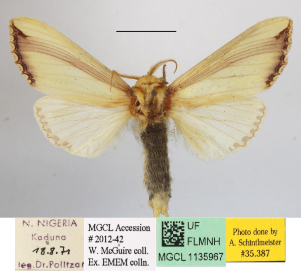 /filer/webapps/moths/media/images/O/ornata_Rigema_A_MGCLa_03.jpg