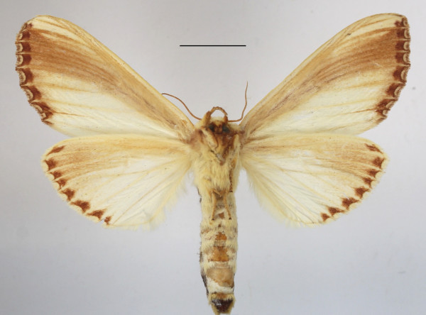 /filer/webapps/moths/media/images/O/ornata_Rigema_A_MGCLb_01.jpg