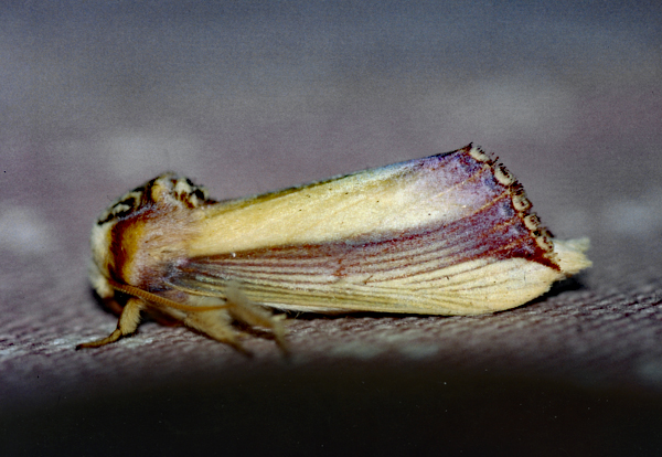 /filer/webapps/moths/media/images/O/ornata_Rigema_A_Roland_01.jpg