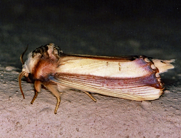 /filer/webapps/moths/media/images/O/ornata_Rigema_A_Roland_01_uf2EpZj.jpg