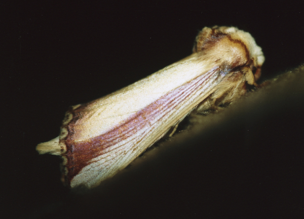 /filer/webapps/moths/media/images/O/ornata_Rigema_A_Roland_04.jpg