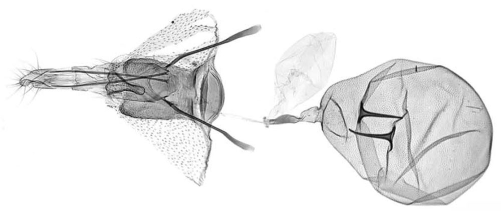 /filer/webapps/moths/media/images/O/ornata_Thylacogaster_GFHT_MRSN.jpg