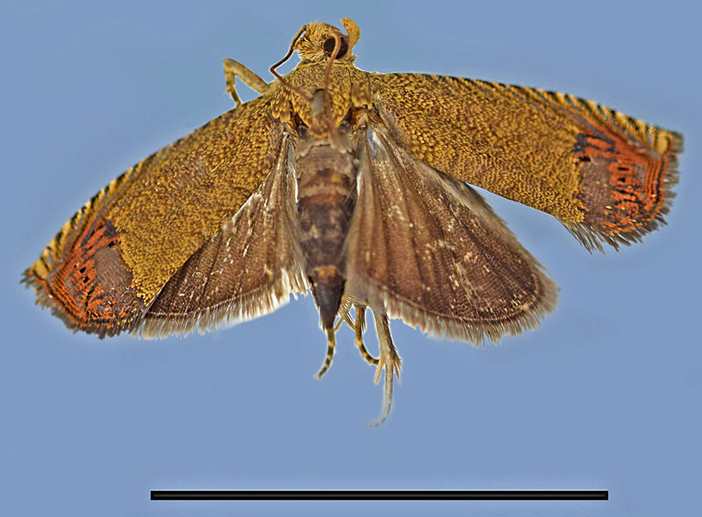 /filer/webapps/moths/media/images/O/ornata_Thylacogaster_HT_MRSN.jpg