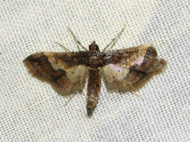 /filer/webapps/moths/media/images/O/ornatalis_Hydriris_AF_Goff_01.jpg