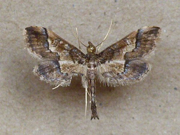 /filer/webapps/moths/media/images/O/ornatalis_Hydriris_A_Butler.jpg