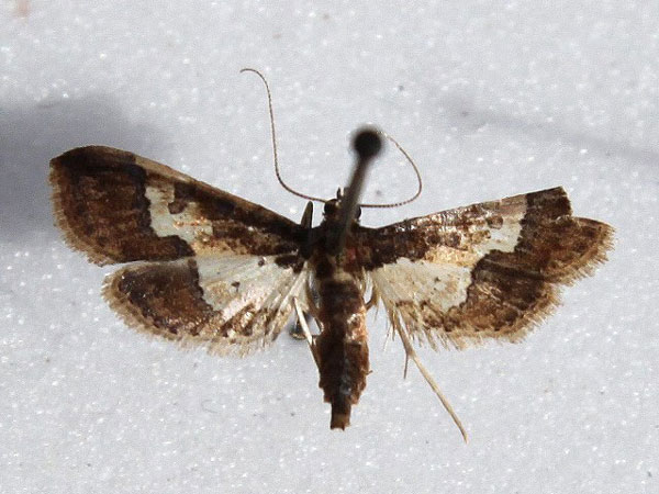 /filer/webapps/moths/media/images/O/ornatalis_Hydriris_A_Goff.jpg