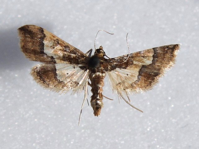/filer/webapps/moths/media/images/O/ornatalis_Hydriris_A_Goff_01.jpg