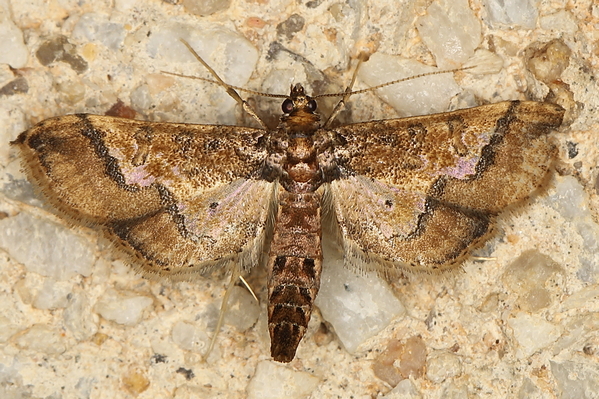 /filer/webapps/moths/media/images/O/ornatalis_Hydriris_A_Heyns_02.JPG