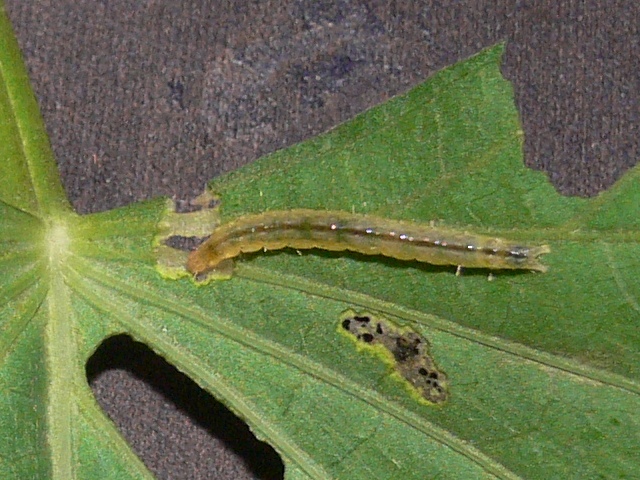 /filer/webapps/moths/media/images/O/ornatalis_Hydriris_C_Goff.jpg