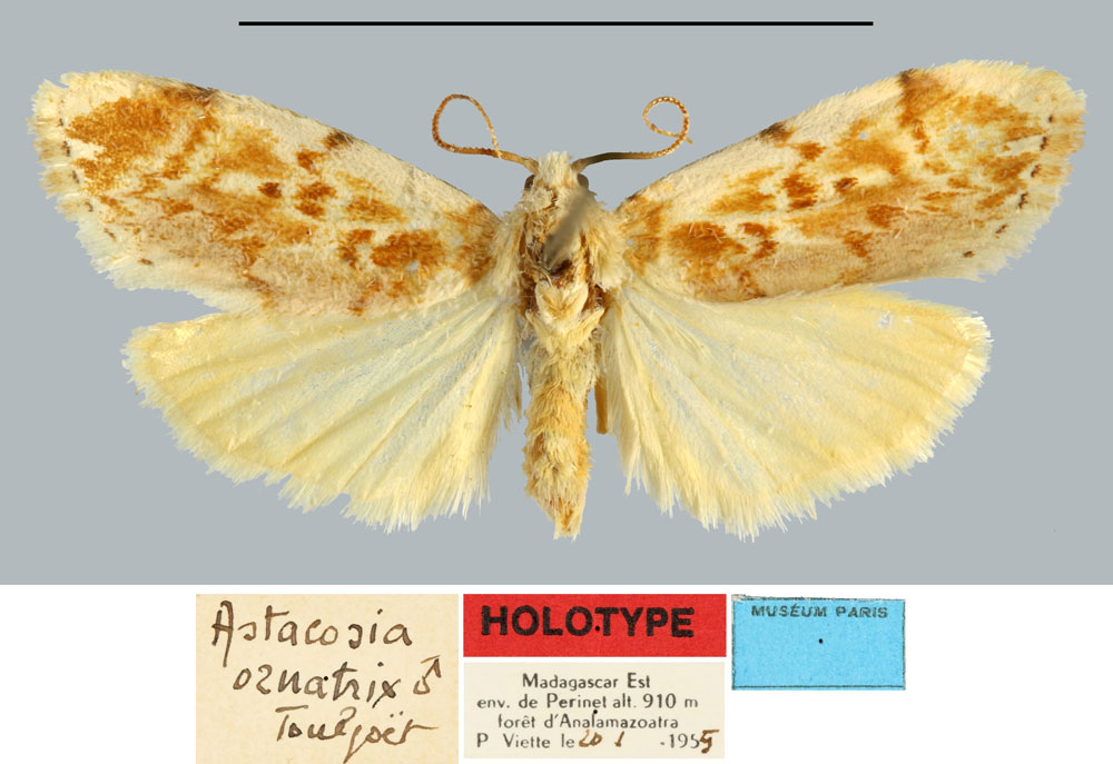 /filer/webapps/moths/media/images/O/ornatrix_Astacosia_HT_MNHN.jpg