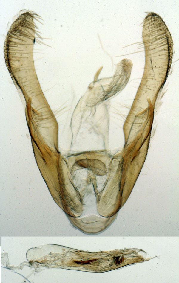 /filer/webapps/moths/media/images/O/ornatrix_Viettesia_GMHT_MNHN_6508.jpg