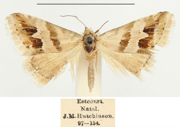 /filer/webapps/moths/media/images/O/ornatula_Eublemma_AM_BMNH.jpg