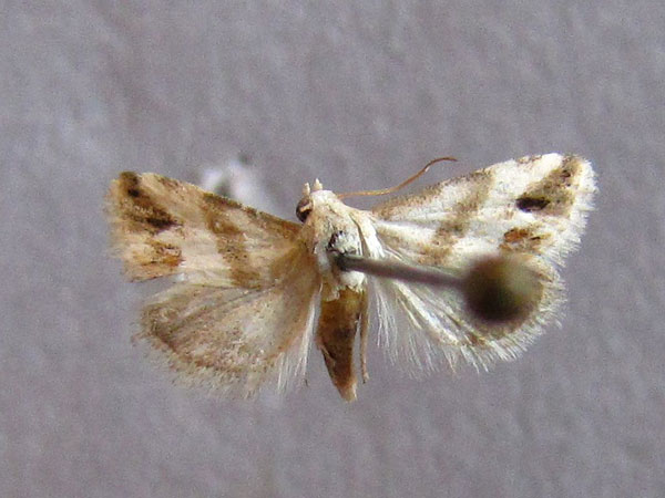 /filer/webapps/moths/media/images/O/ornatula_Eublemma_A_Baron_01.jpg