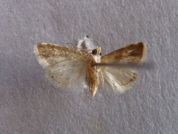 /filer/webapps/moths/media/images/O/ornatula_Eublemma_A_Baron_02.jpg