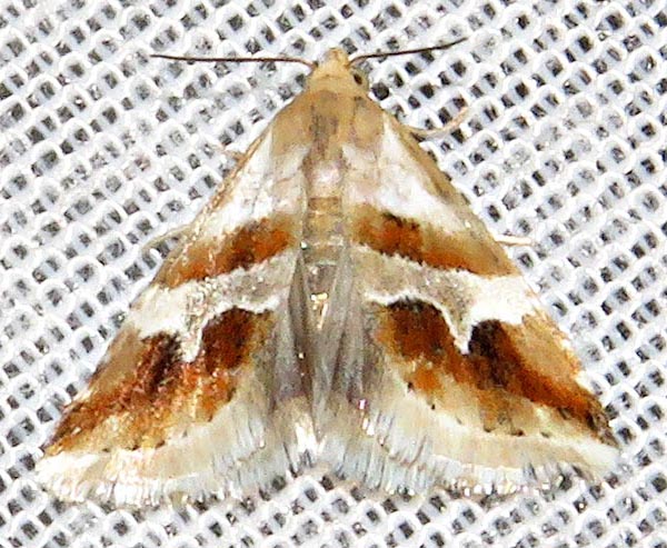 /filer/webapps/moths/media/images/O/ornatula_Eublemma_A_Braun_09.jpg