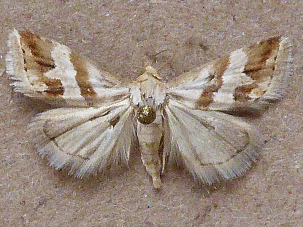 /filer/webapps/moths/media/images/O/ornatula_Eublemma_A_Butler.jpg