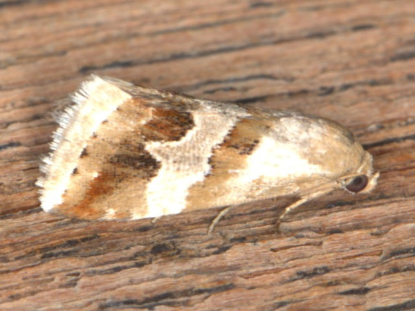 /filer/webapps/moths/media/images/O/ornatula_Eublemma_A_Heyns.jpg