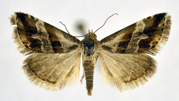 /filer/webapps/moths/media/images/O/ornatula_Eublemma_A_NHMO.jpg