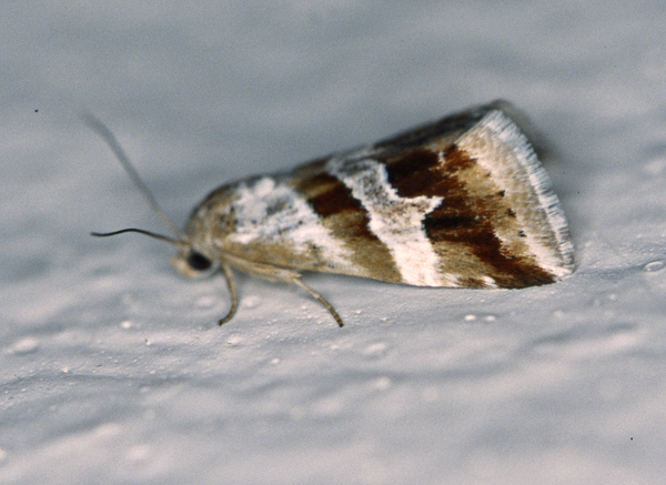 /filer/webapps/moths/media/images/O/ornatula_Eublemma_A_Roland_01.jpg