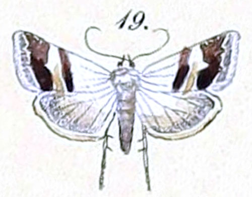 /filer/webapps/moths/media/images/O/ornatula_Thalpochares_HT_Felder_1875_108-19.jpg
