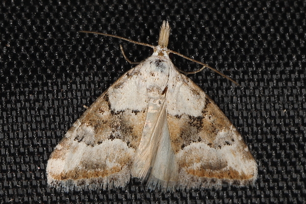 /filer/webapps/moths/media/images/O/ornatulana_Nola_A_Heyns_01.JPG