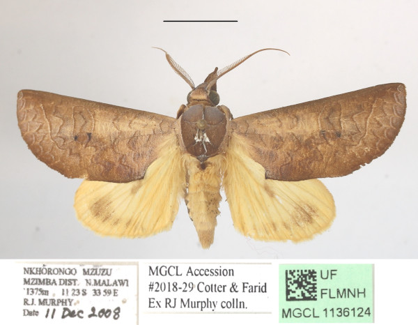 /filer/webapps/moths/media/images/O/ornithopotia_Hemiceratoides_A_MGCLa_01.JPG