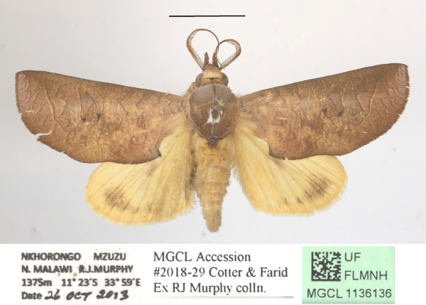 /filer/webapps/moths/media/images/O/ornithopotia_Hemiceratoides_A_MGCLa_02.JPG