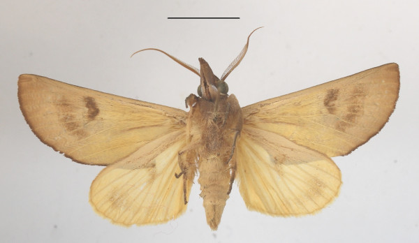 /filer/webapps/moths/media/images/O/ornithopotia_Hemiceratoides_A_MGCLb_01.JPG