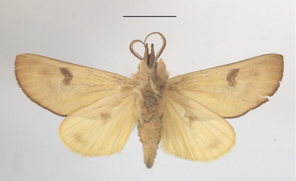 /filer/webapps/moths/media/images/O/ornithopotia_Hemiceratoides_A_MGCLb_02.JPG