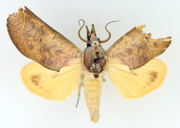 /filer/webapps/moths/media/images/O/ornithopotis_Hemiceratoides_AM_TMSA_03.jpg