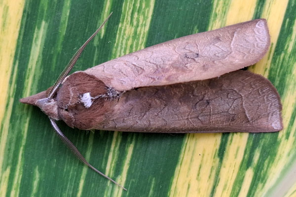 /filer/webapps/moths/media/images/O/ornithopotis_Hemiceratoides_A_Akiteb.jpg