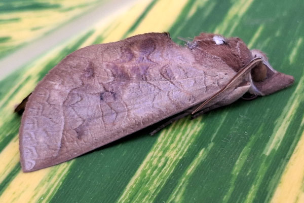 /filer/webapps/moths/media/images/O/ornithopotis_Hemiceratoides_A_Akitec.jpg