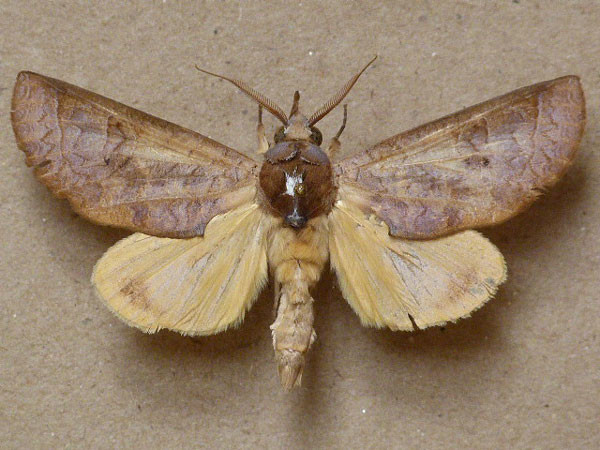 /filer/webapps/moths/media/images/O/ornithopotis_Hemiceratoides_A_Butler.jpg