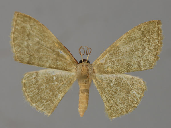/filer/webapps/moths/media/images/O/ornithospila_Dithecodes_A_ZSM_01.jpg