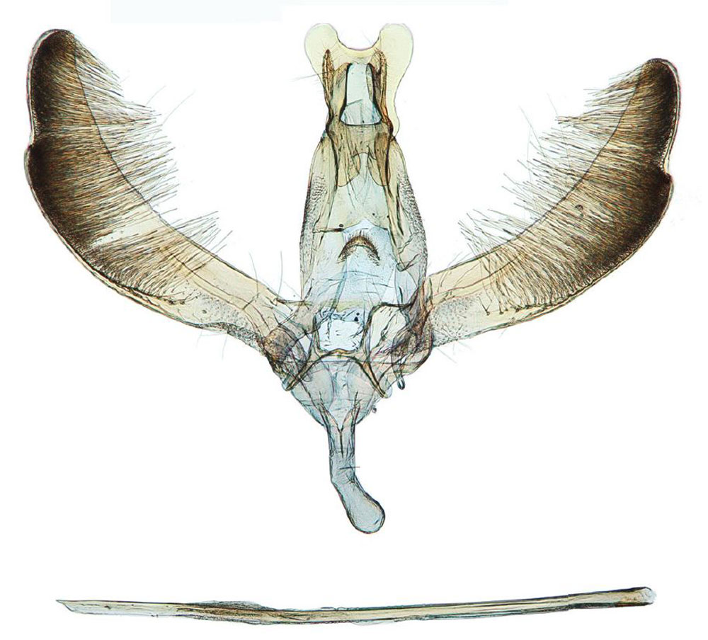 /filer/webapps/moths/media/images/O/orocola_Yponomeuta_GMPT_Agassiz_1184.jpg