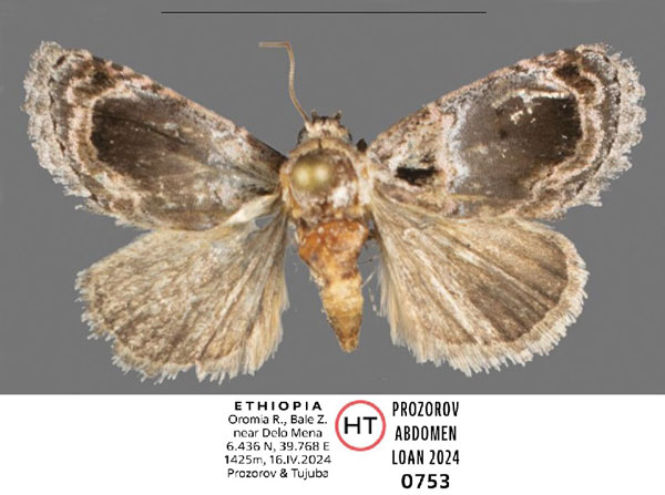 /filer/webapps/moths/media/images/O/oromia_Paracroria_HT_Mueller.jpg