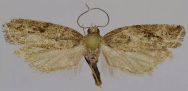 /filer/webapps/moths/media/images/O/oromiae_Megaherpystis_HT_Trematerra.jpg