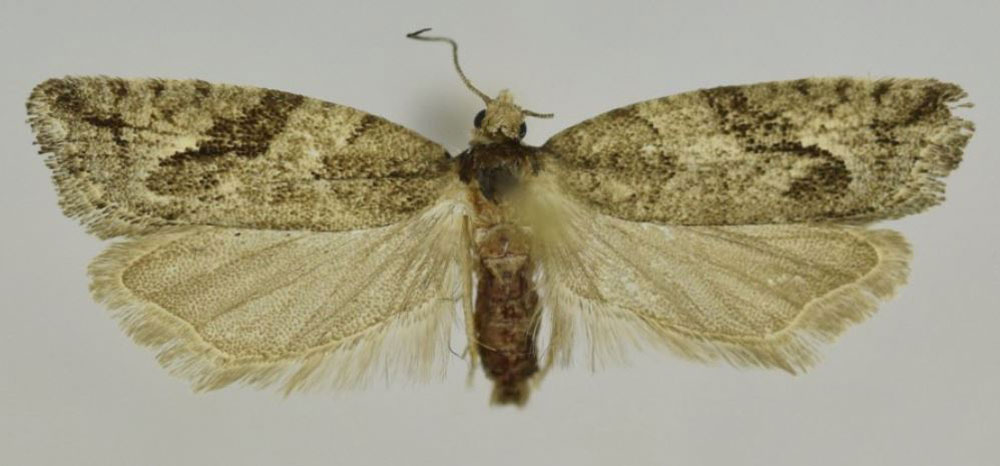 /filer/webapps/moths/media/images/O/oromiae_Megaherpystis_PTF_Trematerra_02.jpg