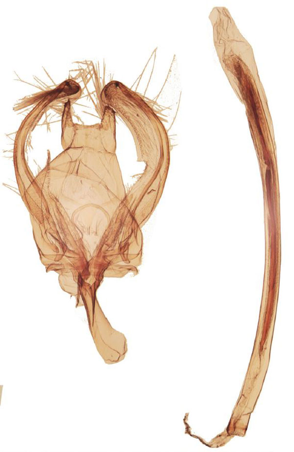/filer/webapps/moths/media/images/O/oromiensis_Yponomeuta_GMHT_Agassiz_1605.jpg