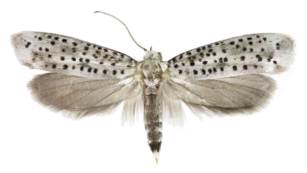 /filer/webapps/moths/media/images/O/oromiensis_Yponomeuta_PT_Agassiz.jpg