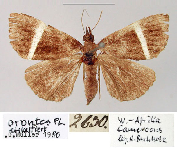 /filer/webapps/moths/media/images/O/orontes_Agnomonia_HT_ZMHB.jpg